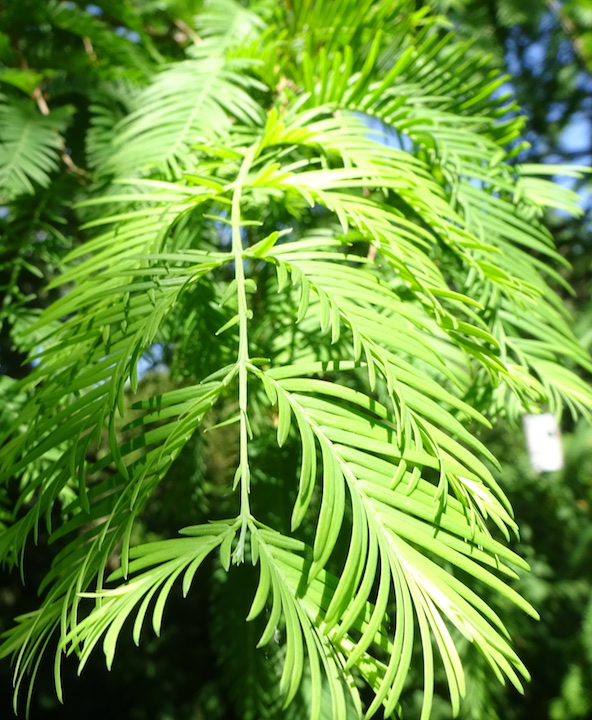 dawn redwood.jpg