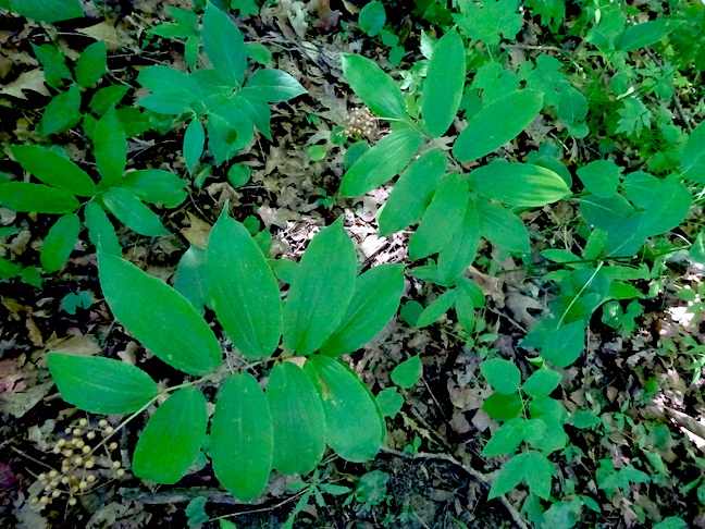 False spikenard or false solomon seal