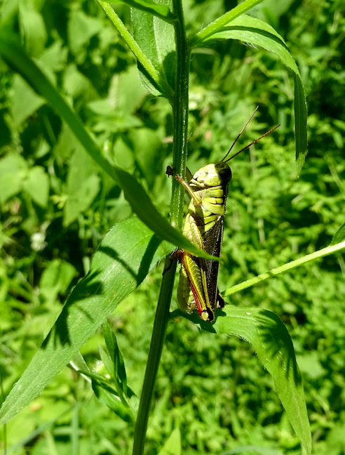 grasshopper.jpg