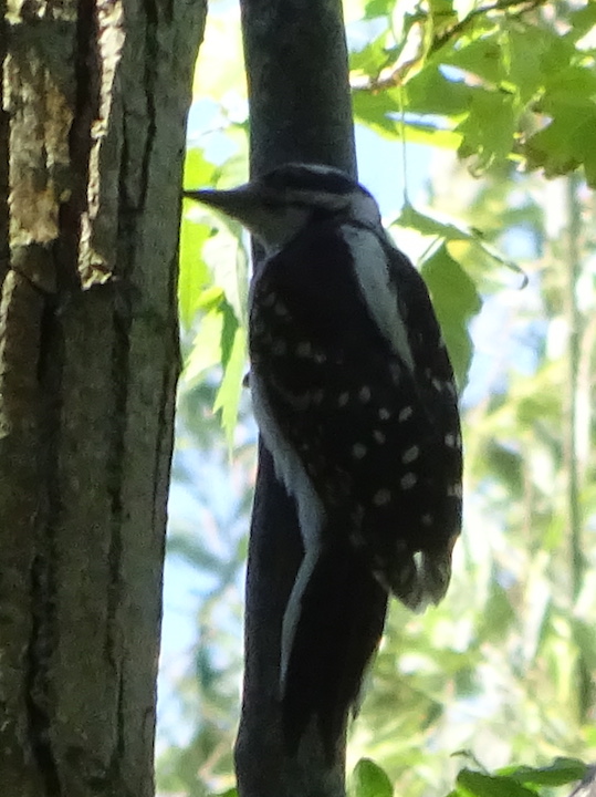 hairy woodpecker.jpg