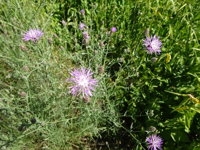 knapweed.jpg