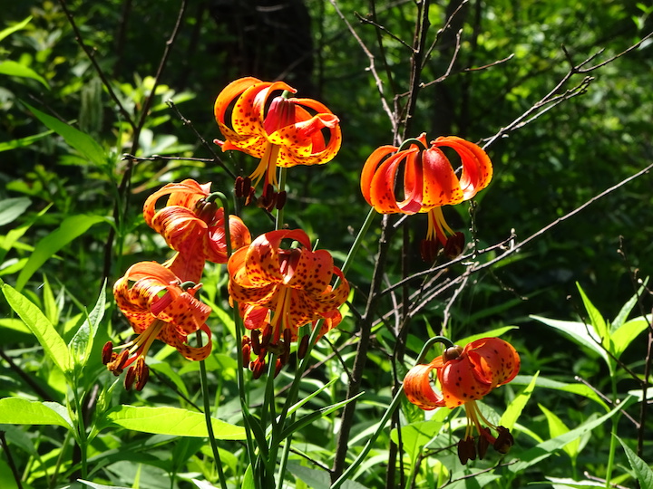 Michigan Lily or Turks Cap Lily.jpg