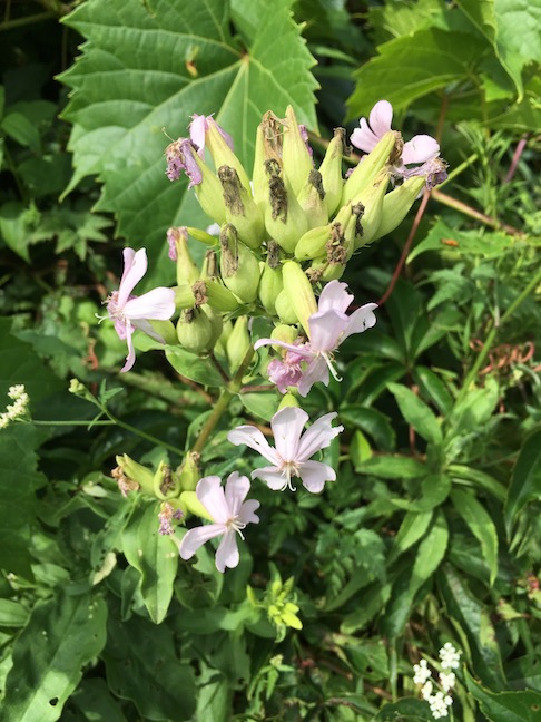soapwort or wild sweet william.jpg