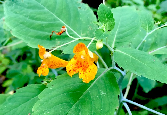 spotted jewelweed.jpg
