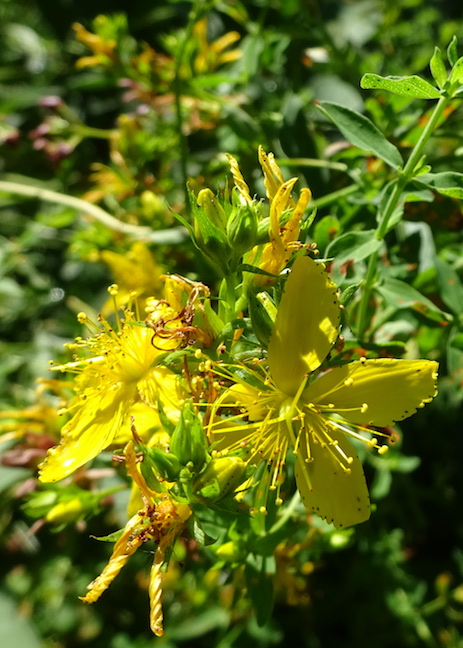St. John's wort.jpg