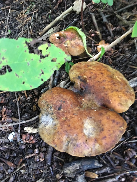 ash boletes.jpg