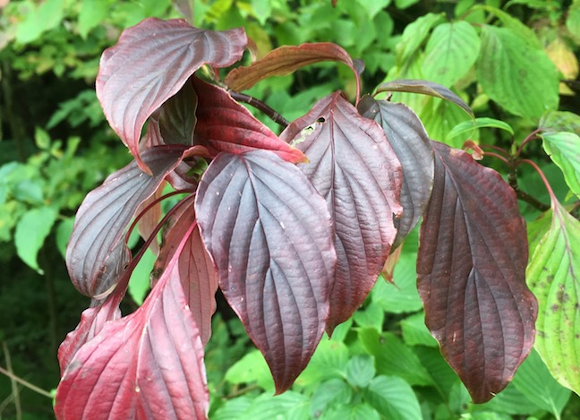 alternate-leaved dogwood.jpg