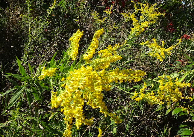 canada goldenrod.jpg