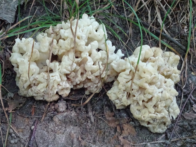 cauliflower mushroom.jpg