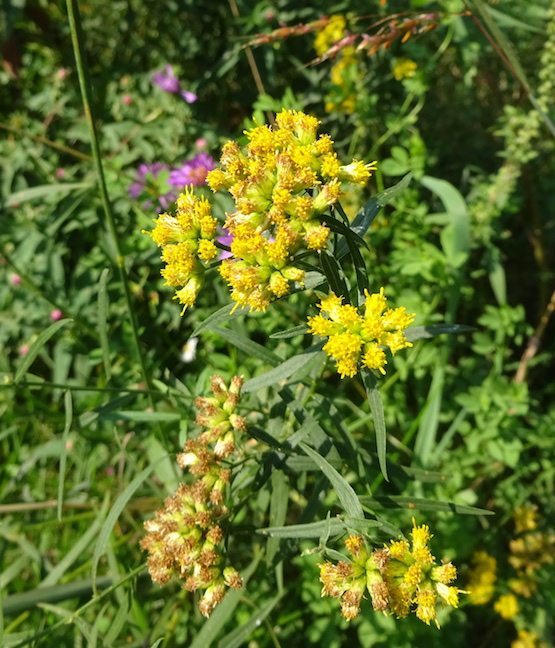 grass leaved goldenrod.jpg