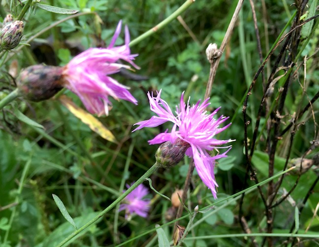 knapweed.jpg