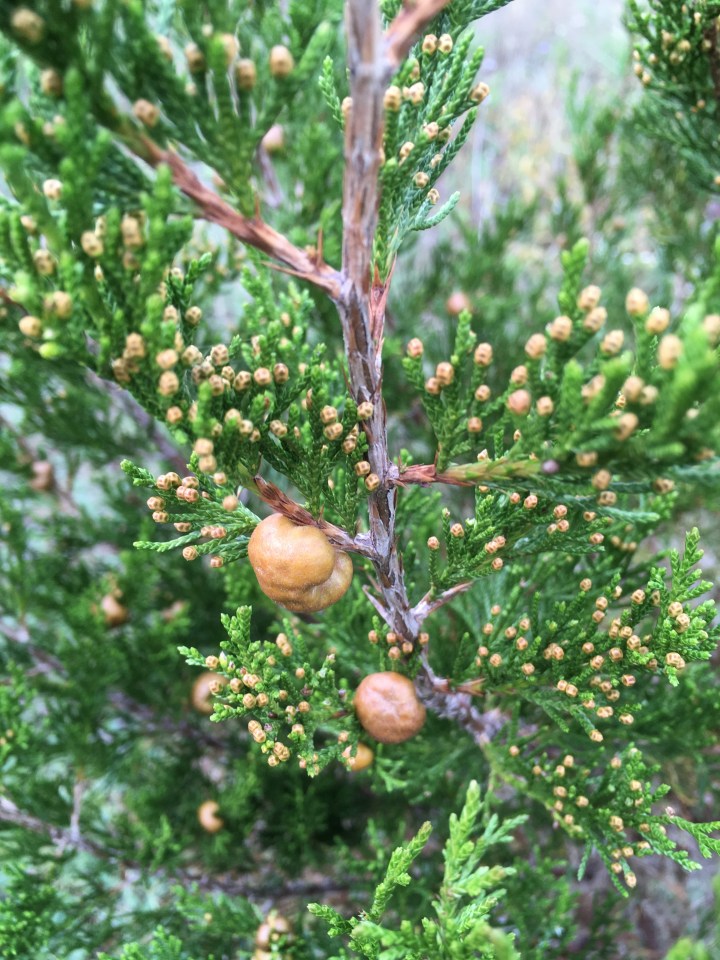 red cedar cones.jpg