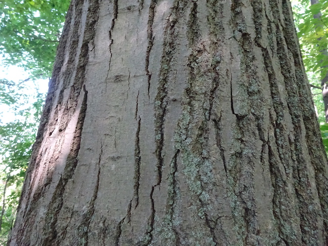 red oak bark.jpg