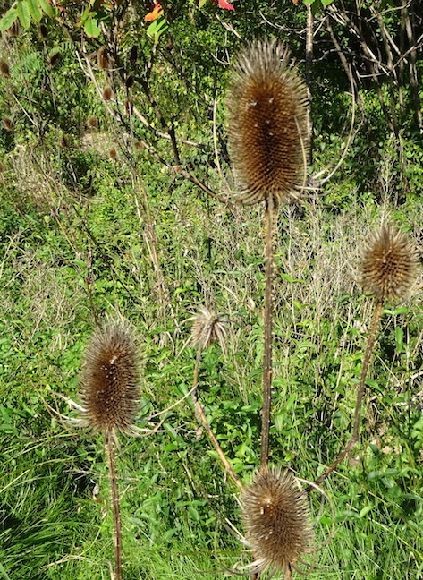 Teasel.jpg