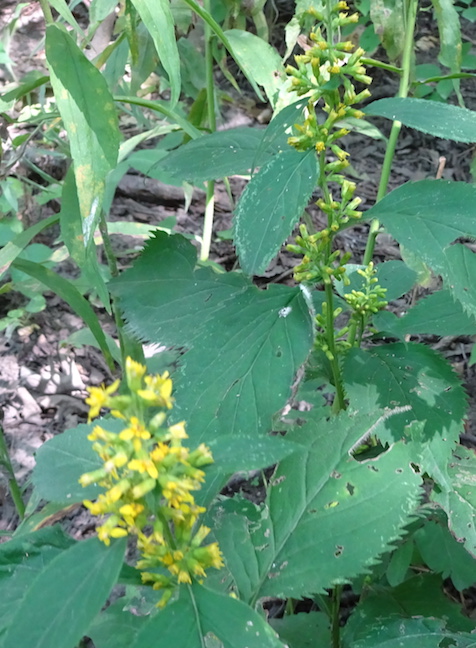 zigzag goldenrod.jpg