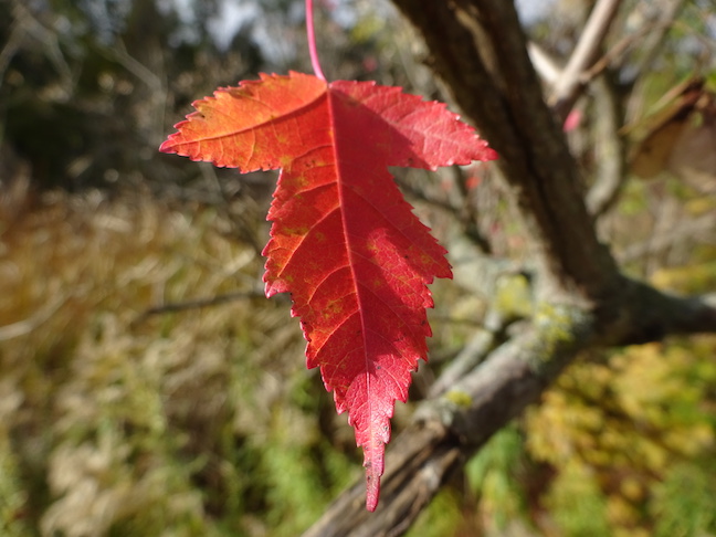 amur maple leaf.jpg