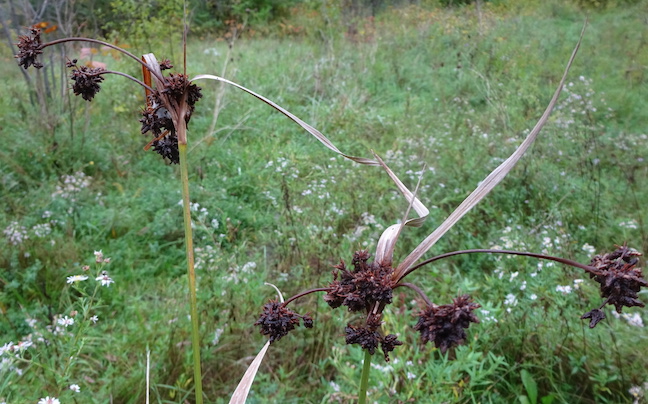 barber pole bullrush.jpg