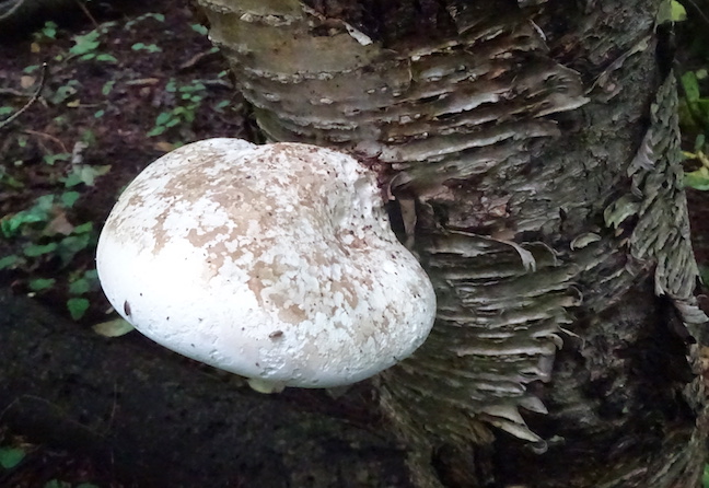birch polypore.jpg