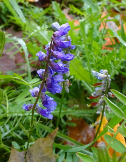 bird vetch.jpg