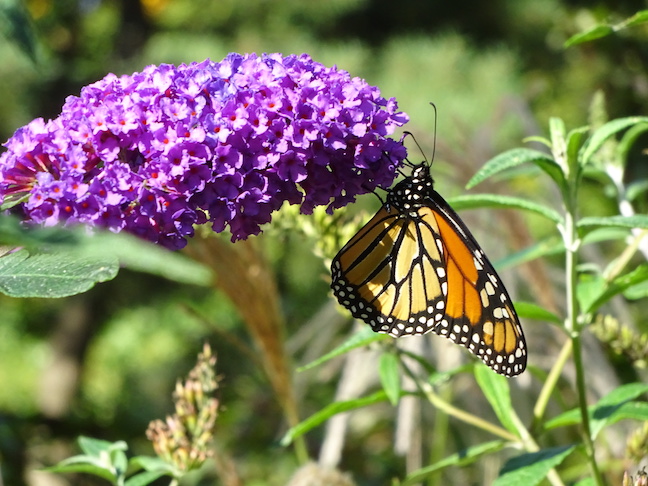 butterfly bush.jpg