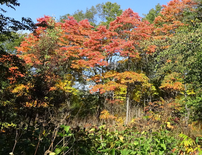 DSC08400.jpg
