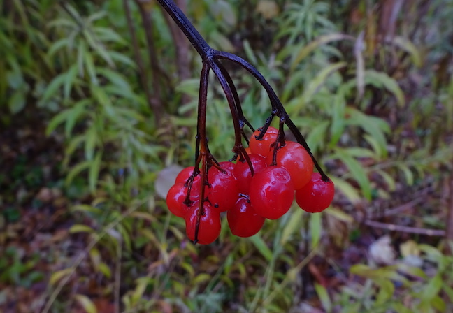 highbush cranberry.jpg