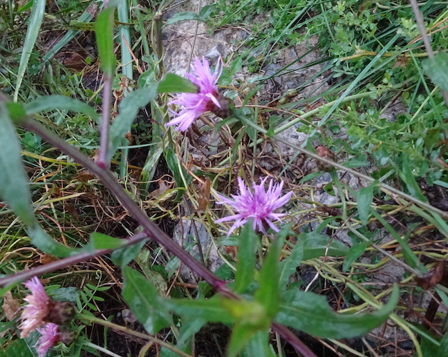 knapweed.jpg
