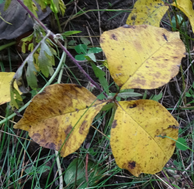 poison ivy.jpg