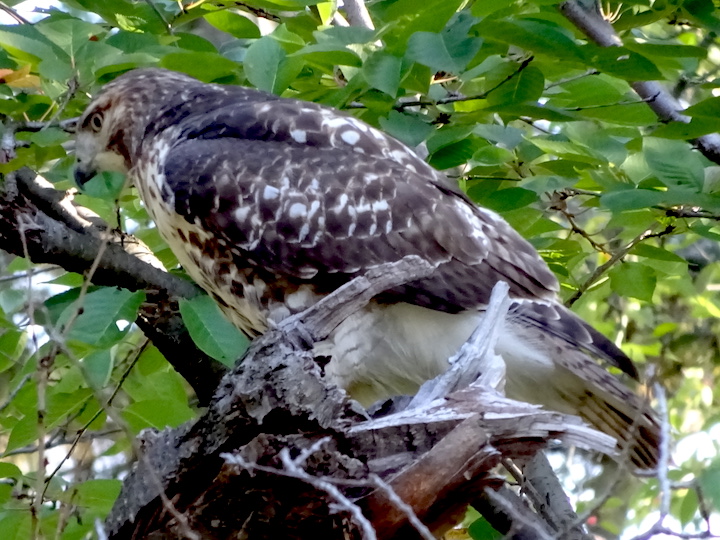 red tailed hawk.jpg