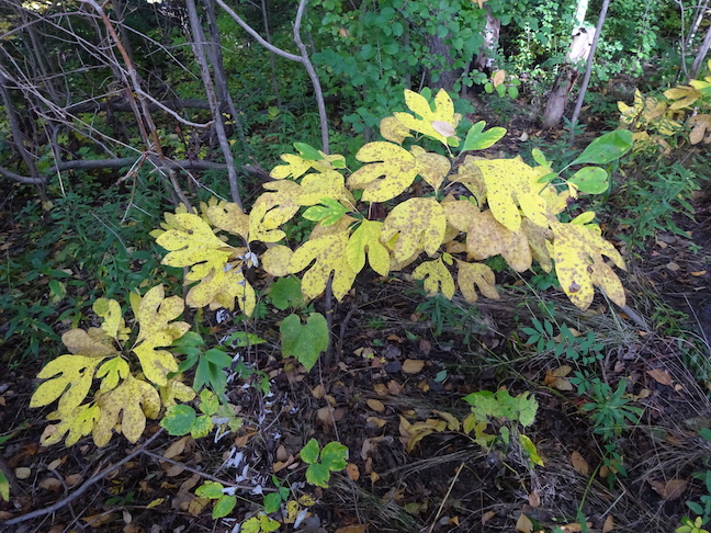 sassafras.jpg