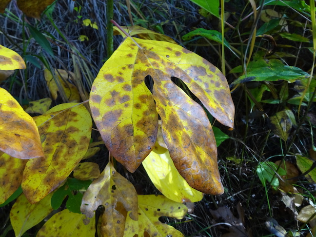 Sassafras2.jpg