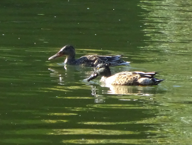 shovelers.jpg