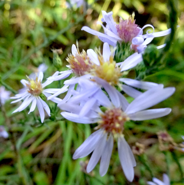 sky blue aster.jpg