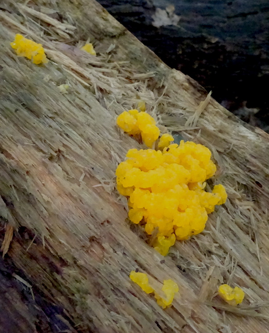 slime mould.jpg