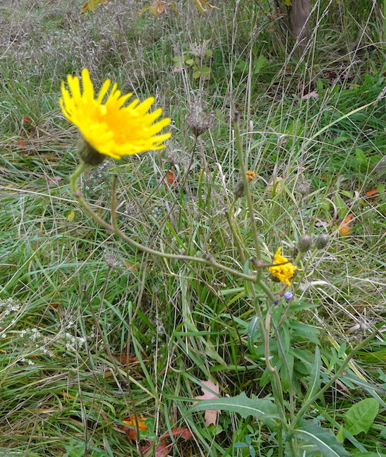 sow thistle.jpg