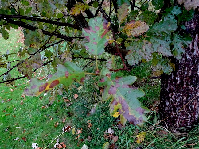 Swedish whitebeam.jpg