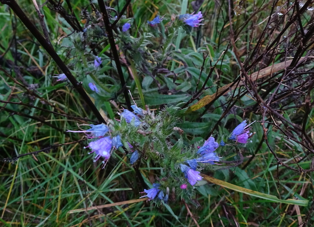 viper's bugloss.jpg