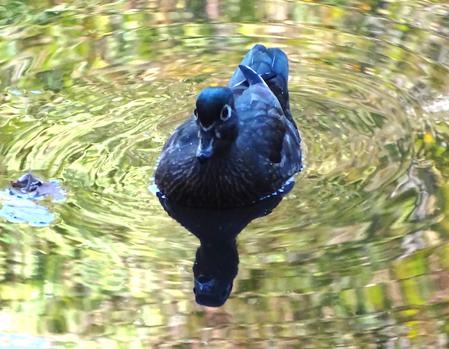 wood duck female.jpg