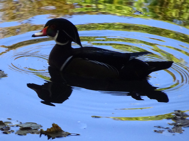 wood duck male.jpg