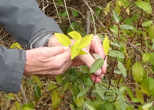 honeysuckle vs autumn olive.jpg